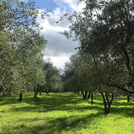 Agriturismo Podere I' Caldino Troghi Ngoại thất bức ảnh